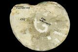Triassic Ammonite (Ceratites) Fossil - Germany #113143-1